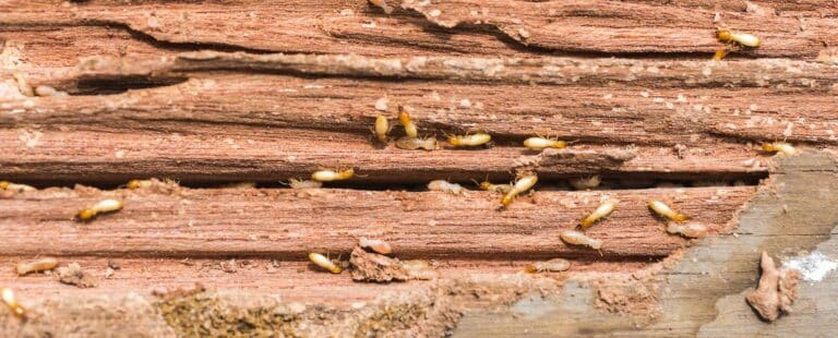 Termite Inspectors providing professional termite inspections to Buyers, Sellers and Realtors
